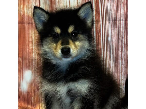 Pomsky 2nd Gen – 4091