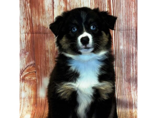 Miniature American Shepherd – 4090