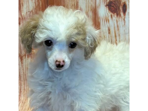 Poodle – 4089