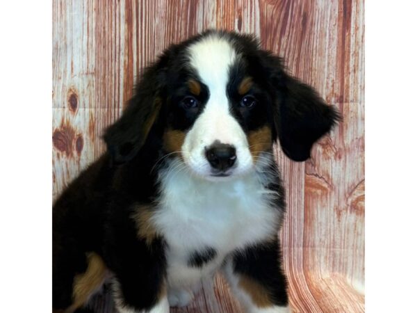 Bernese Mountain Dog – 4100
