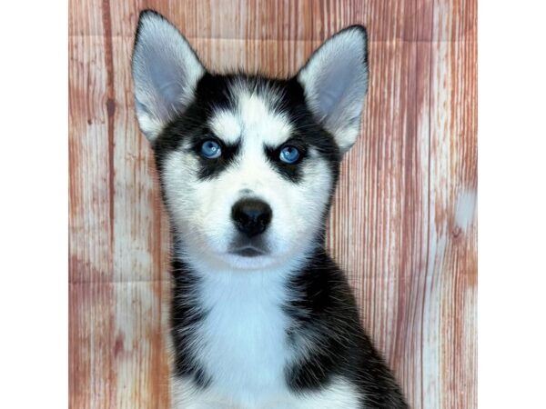 Siberian Husky – 4094