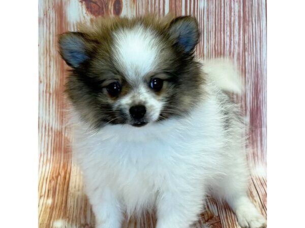 Pomeranian – 4095