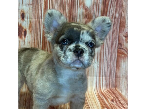 French Bulldog – 4102