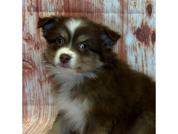 Miniature Australian Shepherd – 4105