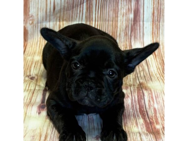 French Bulldog – 4106
